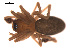  ( - 09PROBE-612)  @12 [ ] CreativeCommons - Attribution (2009) Gergin Blagoev, Centre for Biodiversity Genomics Centre for Biodiversity Genomics
