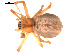  ( - 09PROBE-652)  @13 [ ] CreativeCommons - Attribution (2009) Gergin Blagoev, Centre for Biodiversity Genomics Centre for Biodiversity Genomics