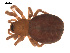  ( - 09PROBE-731)  @12 [ ] CreativeCommons - Attribution (2009) Gergin Blagoev, Centre for Biodiversity Genomics Centre for Biodiversity Genomics