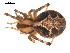  ( - 09PROBE-799)  @12 [ ] CreativeCommons - Attribution (2009) Gergin Blagoev, Centre for Biodiversity Genomics Centre for Biodiversity Genomics