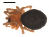  ( - 09PROBE-849)  @13 [ ] CreativeCommons - Attribution (2009) Gergin Blagoev, Centre for Biodiversity Genomics Centre for Biodiversity Genomics