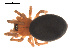  ( - 09PROBE-871)  @12 [ ] CreativeCommons - Attribution (2009) Gergin Blagoev, Centre for Biodiversity Genomics Centre for Biodiversity Genomics