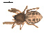  ( - 09PROBE-893)  @12 [ ] CreativeCommons - Attribution (2009) Gergin Blagoev, Centre for Biodiversity Genomics Centre for Biodiversity Genomics
