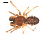  ( - 09PROBE-915)  @13 [ ] CreativeCommons - Attribution (2009) Gergin Blagoev, Centre for Biodiversity Genomics Centre for Biodiversity Genomics
