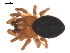  ( - 09PROBE-932)  @13 [ ] CreativeCommons - Attribution (2009) Gergin Blagoev, Centre for Biodiversity Genomics Centre for Biodiversity Genomics
