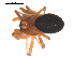  ( - 09PROBE-934)  @12 [ ] CreativeCommons - Attribution (2009) Gergin Blagoev, Centre for Biodiversity Genomics Centre for Biodiversity Genomics