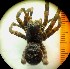  (Lycosa singoriensis - BES-35)  @13 [ ] Unspecified (default): All Rights Reserved  Unspecified Unspecified