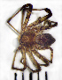  (Philodromus margaritatus - STEP-339)  @14 [ ] Unspecified (default): All Rights Reserved  Unspecified Unspecified