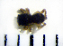  (Attulus penicilloides - STEP-366)  @12 [ ] Unspecified (default): All Rights Reserved  Unspecified Unspecified