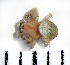  ( - STEP-460)  @12 [ ] Unspecified (default): All Rights Reserved  Unspecified Unspecified