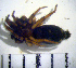  ( - CCDB-12175-G09)  @12 [ ] Copyright  Y. Alekseenko 2011 Unspecified