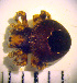  ( - CCDB-12175-H01)  @13 [ ] Copyright  Y. Alekseenko 2011 Unspecified