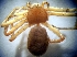  (Philodromus fuscomarginatus - CCDB-12174-H10)  @13 [ ] Copyright  E. Kuzmin 2011 Unspecified