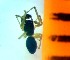  ( - bII-EL-68)  @12 [ ] Unspecified (default): All Rights Reserved  Unspecified Unspecified