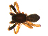  ( - 10BGSPI01-G06)  @12 [ ] CreativeCommons - Attribution (2010) Gergin Blagoev, Centre for Biodiversity Genomics Centre for Biodiversity Genomics