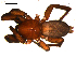  ( - 10BGSPI01-H11)  @12 [ ] CreativeCommons - Attribution (2010) Gergin Blagoev, Centre for Biodiversity Genomics Centre for Biodiversity Genomics