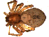  ( - 10BGSPI02-B03)  @12 [ ] CreativeCommons - Attribution (2010) Gergin Blagoev, Centre for Biodiversity Genomics Centre for Biodiversity Genomics