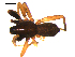  ( - 10BGSPI03-B05)  @12 [ ] CreativeCommons - Attribution (2010) Gergin Blagoev, Centre for Biodiversity Genomics Centre for Biodiversity Genomics