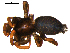  ( - 10BGSPI03-B11)  @11 [ ] CreativeCommons - Attribution (2010) Gergin Blagoev, Centre for Biodiversity Genomics Centre for Biodiversity Genomics