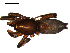  ( - 10BGSPI03-C01)  @11 [ ] CreativeCommons - Attribution (2010) Gergin Blagoev, Centre for Biodiversity Genomics Centre for Biodiversity Genomics