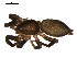  ( - 10BGSPI03-C02)  @11 [ ] CreativeCommons - Attribution (2010) Gergin Blagoev, Centre for Biodiversity Genomics Centre for Biodiversity Genomics