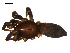  ( - 10BGSPI03-D02)  @11 [ ] CreativeCommons - Attribution (2010) Gergin Blagoev, Centre for Biodiversity Genomics Centre for Biodiversity Genomics