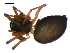  ( - 10BGSPI03-D09)  @12 [ ] CreativeCommons - Attribution (2010) Gergin Blagoev, Centre for Biodiversity Genomics Centre for Biodiversity Genomics