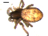  ( - 10BGSPI03-F11)  @12 [ ] CreativeCommons - Attribution (2010) Gergin Blagoev, Centre for Biodiversity Genomics Centre for Biodiversity Genomics