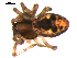  ( - 10BGSPI03-G01)  @12 [ ] CreativeCommons - Attribution (2010) Gergin Blagoev, Centre for Biodiversity Genomics Centre for Biodiversity Genomics