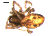  ( - 10BGSPI03-G02)  @12 [ ] CreativeCommons - Attribution (2010) Gergin Blagoev, Centre for Biodiversity Genomics Centre for Biodiversity Genomics