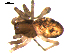  ( - 10BGSPI03-G03)  @12 [ ] CreativeCommons - Attribution (2010) Gergin Blagoev, Centre for Biodiversity Genomics Centre for Biodiversity Genomics