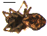  ( - 10BGSPI03-G06)  @12 [ ] CreativeCommons - Attribution (2010) Gergin Blagoev, Centre for Biodiversity Genomics Centre for Biodiversity Genomics