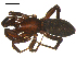  ( - 10BGSPI04-A10)  @11 [ ] CreativeCommons - Attribution (2010) Gergin Blagoev, Centre for Biodiversity Genomics Centre for Biodiversity Genomics