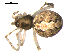  ( - 10BGSPI04-H04)  @12 [ ] CreativeCommons - Attribution (2010) Gergin Blagoev, Centre for Biodiversity Genomics Centre for Biodiversity Genomics