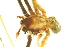  ( - 10BGSPI05-C10)  @12 [ ] CreativeCommons - Attribution (2010) Gergin Blagoev, Centre for Biodiversity Genomics Centre for Biodiversity Genomics