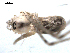  ( - 10BGSPI05-F06)  @12 [ ] CreativeCommons - Attribution (2010) Gergin Blagoev, Centre for Biodiversity Genomics Centre for Biodiversity Genomics