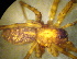  ( - CCDB-10206-B11)  @12 [ ] Copyright  A. Nadolny 2011 Unspecified