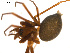  ( - BGSPI-01-A11)  @12 [ ] CreativeCommons - Attribution (2009) Gergin Blagoev, Centre for Biodiversity Genomics Centre for Biodiversity Genomics