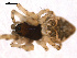  (Cyclosa oculata - BGSPI-01-E02)  @13 [ ] CreativeCommons - Attribution (2009) Gergin Blagoev, Centre for Biodiversity Genomics Centre for Biodiversity Genomics