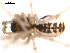  ( - BGSPI-01-F01)  @12 [ ] CreativeCommons - Attribution (2009) Gergin Blagoev, Centre for Biodiversity Genomics Centre for Biodiversity Genomics