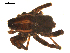 ( - BGSPI-03-B06)  @11 [ ] CreativeCommons - Attribution  Gergin Blagoev, Centre for Biodiversity Genomics Centre for Biodiversity Genomics