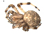  ( - BIOUG00041-D07)  @12 [ ] Copyright  G. Blagoev 2010 Unspecified