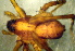  (Pardosa caucasica - CCDB-10206-C09)  @13 [ ] Copyright  A. Nadolny 2011 Unspecified