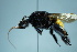  ( - RE21-UD-HYM-0100)  @11 [ ] Copyright (2024) Sara Leonhardt Plant-Insect Interactions - Technische Universität München