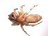  (Haplodrassus mediterraneus - BIOUG00883-H07)  @13 [ ] Copyright  G. Blagoev 2010 Unspecified