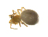  (Goneatara platyrhinus - BIOUG75004-A12)  @11 [ ] CreativeCommons - Attribution Non-Commercial Share-Alike (2022) Centre for Biodiversity Genomics Centre for Biodiversity Genomics
