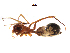  (Myrmecotypus lineatus - BIOUG90617-B06)  @11 [ ] CreativeCommons - Attribution Non-Commercial Share-Alike (2022) Centre for Biodiversity Genomics Centre for Biodiversity Genomics