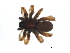  ( - ARACHNO-0046)  @13 [ ] CreativeCommons - Attribution (2009) Unspecified Centre for Biodiversity Genomics