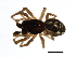  ( - ARACHNO-0058)  @12 [ ] CreativeCommons - Attribution (2009) Unspecified Centre for Biodiversity Genomics