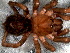  ( - SCC1NHD001)  @12 [ ] CreativeCommons - Attribution  Author: Facundo M. Labarque - MACN-Argentina Museo Argentino de Ciencias Naturales